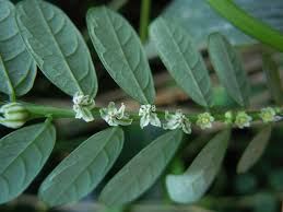 Image result for Phyllanthus odontadenius