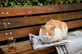 Katze Mit Tee Und Zeitung Lesen In Ortikoy Jetzt Bei Einem Kurzen Nickerchen Kediler Ve Yavrulari Kedi Guzel Kediler