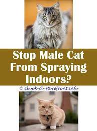 8 Wise Tips And Tricks Do All Male Cats Spray And Get Bladder Stones How Long Does A Male Cat Spray Why Is My Male Cat Spraying Cat Spray Flea Spray