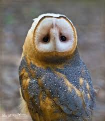 Creepy Bird With Big Mouth Pin Op Birds