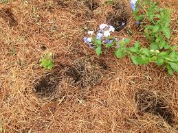 Having a specific gravity of 1.06 helps, since it makes them. Control Nine Banded Armadillos