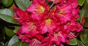 Rhododendronsgreer Gardens 1280 Goodpasture Island Road Eugene Or 97401 1794 541 868 82 Ornamental Grasses Garden Flowers