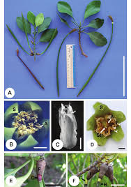 Image result for Ceriops