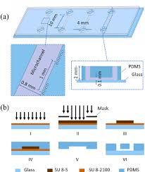A Dimensions Of Microfluidic Devices For Vsmc Culture