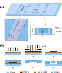 a dimensions of microfluidic devices for vsmc culture