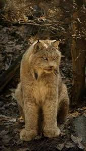 Check out the most strikingly beautiful animal photos you need to see. 900 Cool Animal Pics Ideas In 2021 Animals Wild Animals Beautiful Animal Pictures