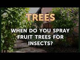 When Do You Spray Fruit Trees For Insects Youtube