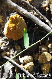 Image result for Entolasia