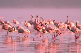 There are six distinct species of flamingo, but it takes a trained eye to distinguish them. Flamingos Pflegen Treue Freundschaften Wissenschaft De