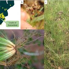 Image result for Bulbostylis oritrephes