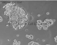 Image of SNU1245 cell line