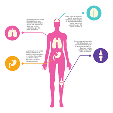 Our body's various elimination channels, and how to support them « solluna by kimberly snyder. Female Body Diagram Transparent Png Svg Vector File