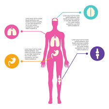 Female body back surface anatomy human stock vector royalty free 339356828 from image.shutterstock.com. Female Body Diagram Transparent Png Svg Vector File