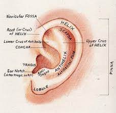 Ear Anatomy Human Ear Anatomy Human Ear