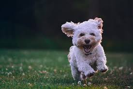 Part of the mars, incorporated family of companies, banfield owns clinics in the united states, mexico, and the united kingdom. Banfield Pet Hospital Makes A Difference In The Lives Of Pets People Vancouver Business Journal