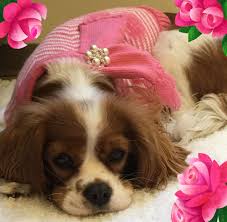 Today is grooming day, which means all of the pets must be bathed so that they can start the week off fresh and clean. International Pet Shipping Company Lovelypet