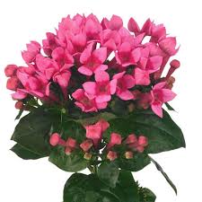 Image result for Bouvardia longiflora