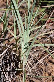 Image result for Eustachys paspaloides