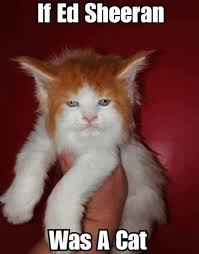 Ed memes & stuff yo. Cat Ed Memes Sheeran 20 Ed Sheeran Memes With Cat Ed Sheeran Fans We Don T Know If These Ed She Funny Cat Memes Ed Sheeran Memes Funny Animal Memes
