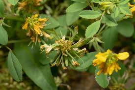 Image result for Trigonella anguina