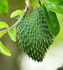 Image result for Annona muricata