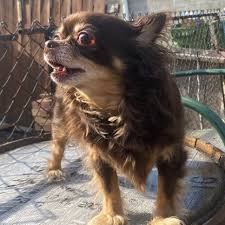 charmcitychihuahua is annoyed to let you all know that we are still  unfortunately CLOSED tonight. But it's definitely not her fault. Because  she has never done anything wrong in her entire life,