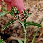 Image result for Polygala erioptera