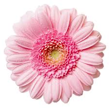 Free High Resolution Graphics And Clip Art Png Flowers Transparent Flowers Pink Gerbera Gerbera Daisy