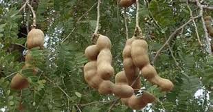 2 ulas bawang merah 3. Khasiat Asam Jawa Dalam Perubatan Tradisional Orangmuo My