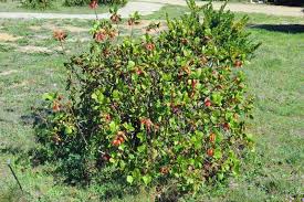 Image result for Greyia