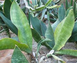 Image result for Sansevieria dawei