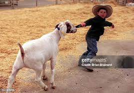 52 Seth Willard Stock Photos, High-Res Pictures, and Images