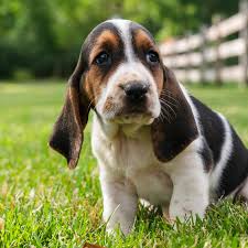 Image result for basset hound