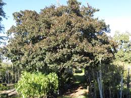 Image result for Combretum engleri