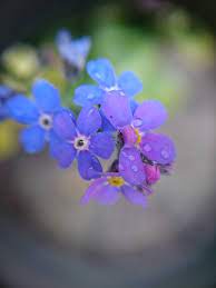 Forget me not fabric is your sewing supply store for pul, bullet, dbp, swim spandex, rib knits, solids, velvets and so much more! Macro Flower Forget Me Not Free Photo On Pixabay