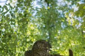 Posted on june 7, 2020 by admin. Ramurile De Tei È™i Nuc De La Rusalii Ce SemnificÄƒ È™i Ce Facem Cu Ele DupÄƒ Ce Se UsucÄƒ Doxologia