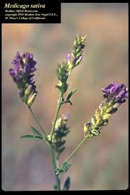 Image result for Medicago sativa