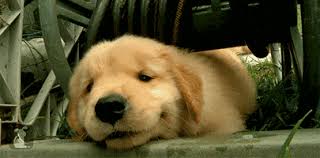 Golden's were first bred from scotland in the mid 19th century. Golden Retriever Dog Gif