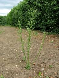 Image result for Conyza