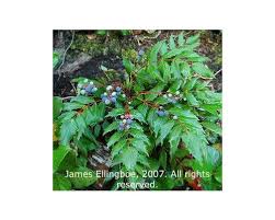 Image result for Maerua nervosa