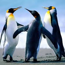 The fish spent 45 seconds in flight. Flying Birds Home Facebook