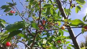 Minnie royal is a medium to large size red cherry with a firm texture and superior flavour. Minnie Royal Loaded With Cherries Youtube