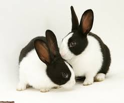 Maybe you would like to learn more about one of these? Joyful Rabbit Black And White Rabbit White Rabbits Rabbit Names