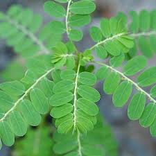 Image result for Phyllanthus inflatus