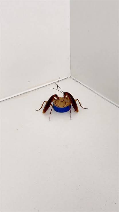 Homemade Cockroach Bait Recipe: Boric Acid + Peanut Butter