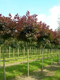 Emerald green arborvitae, thuja green giant, leyland cypress Cotinus Grace Cotinus Grace Van Den Berk Nurseries