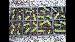 Plant seeds an inch deep, 4 to 5 seeds per hill. How To Plant Zucchini Seeds May 5 2010 Youtube