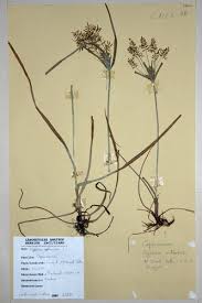 Image result for Cyperus sp.no.4