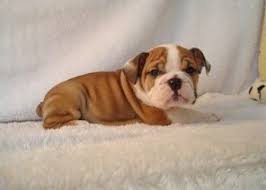 Maybe you would like to learn more about one of these? Victorian Bulldog Puppy Bulldog Puppies Victorian Bulldog English Bulldog Puppies