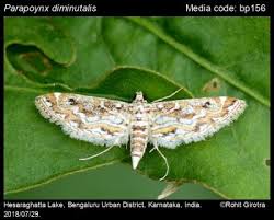 Image result for Hypolytrum pynaertii